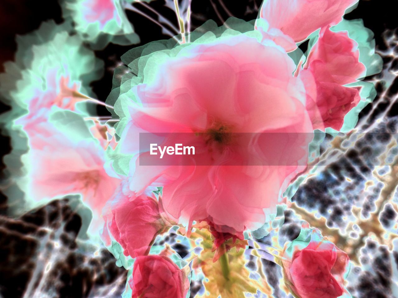 MACRO SHOT OF PINK FLOWERS