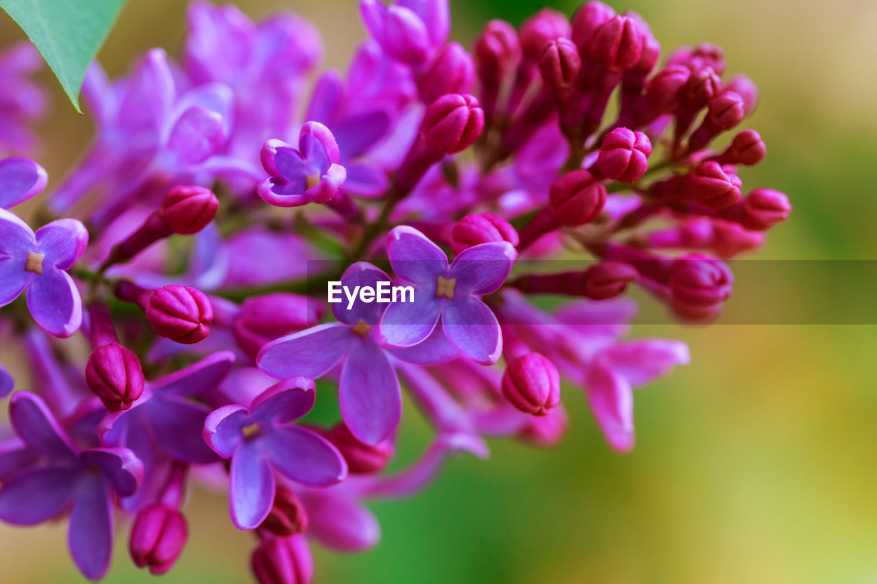 CLOSE-UP OF FRESH PINK FLOWERS