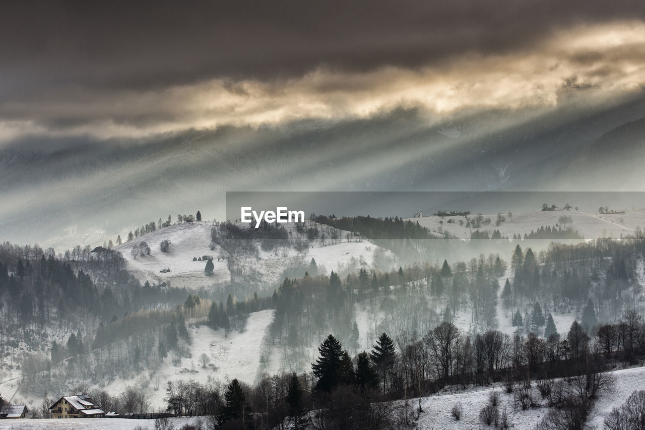 Panoramic shot of trees on landscape against sky