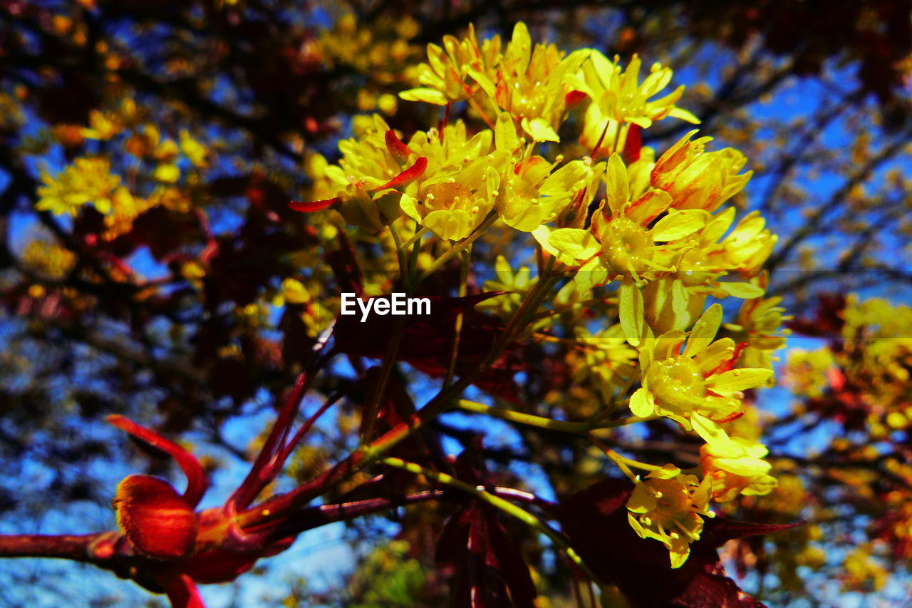 CLOSE-UP OF YELLOW FLOWERING PLANT AGAINST TREES