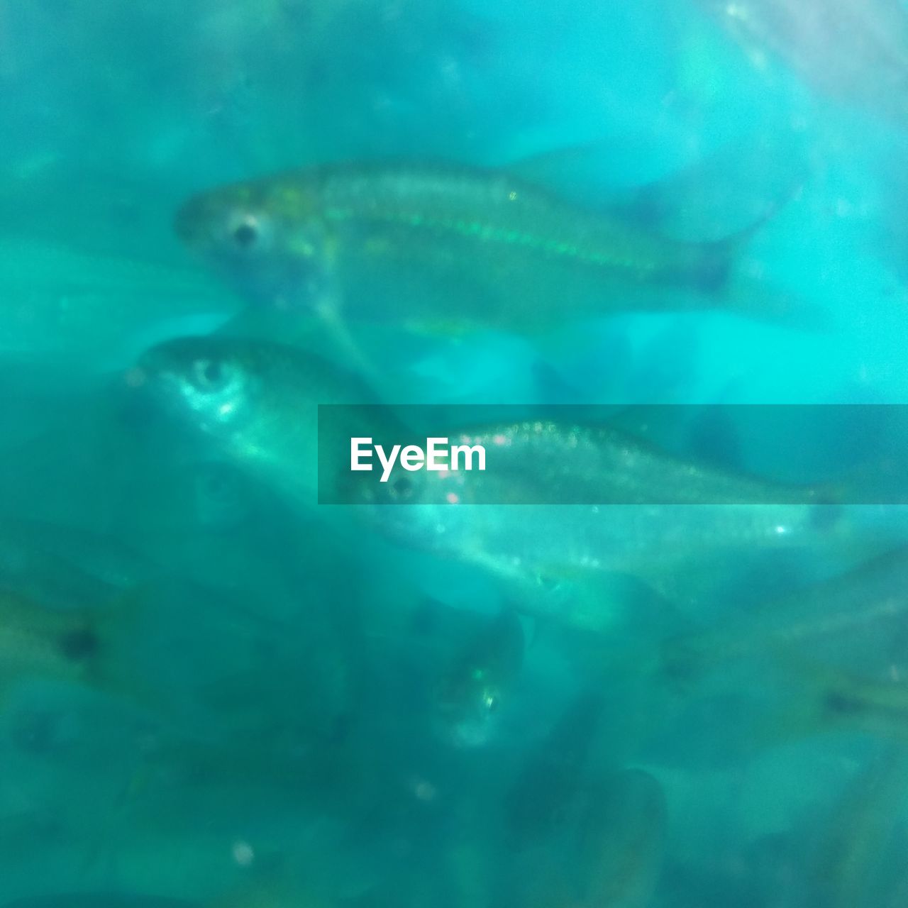 CLOSE-UP OF FISH UNDERWATER