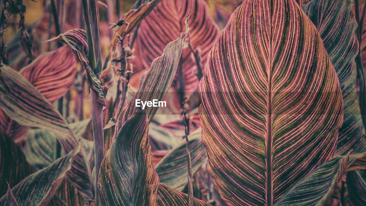 Close-up of plant leaves