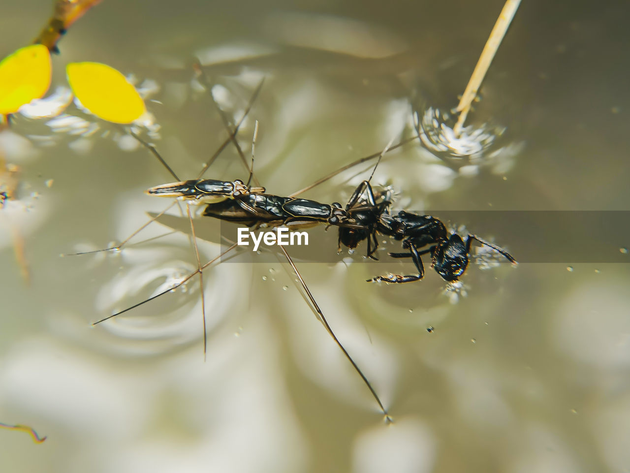 CLOSE-UP OF INSECT ON PLANTS