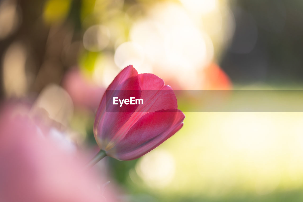 CLOSE-UP OF PINK FLOWER PLANT