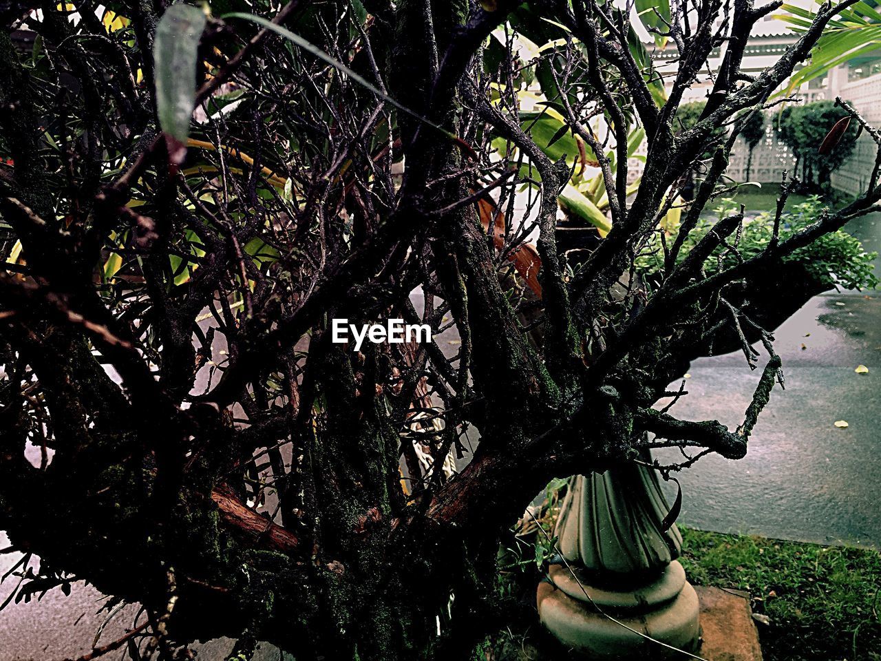 CLOSE-UP OF FLOWERING PLANT