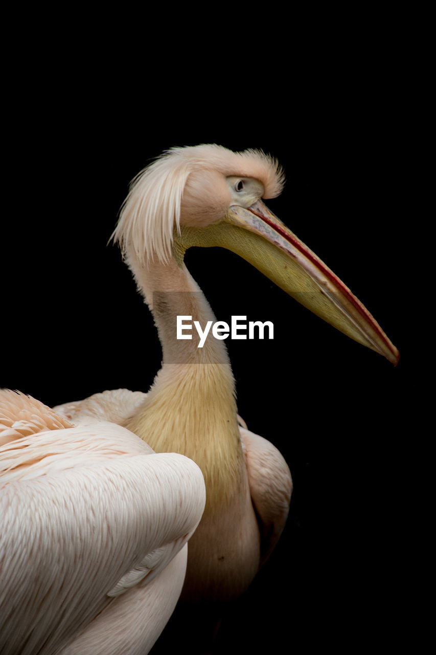 Close-up of pelican against black background