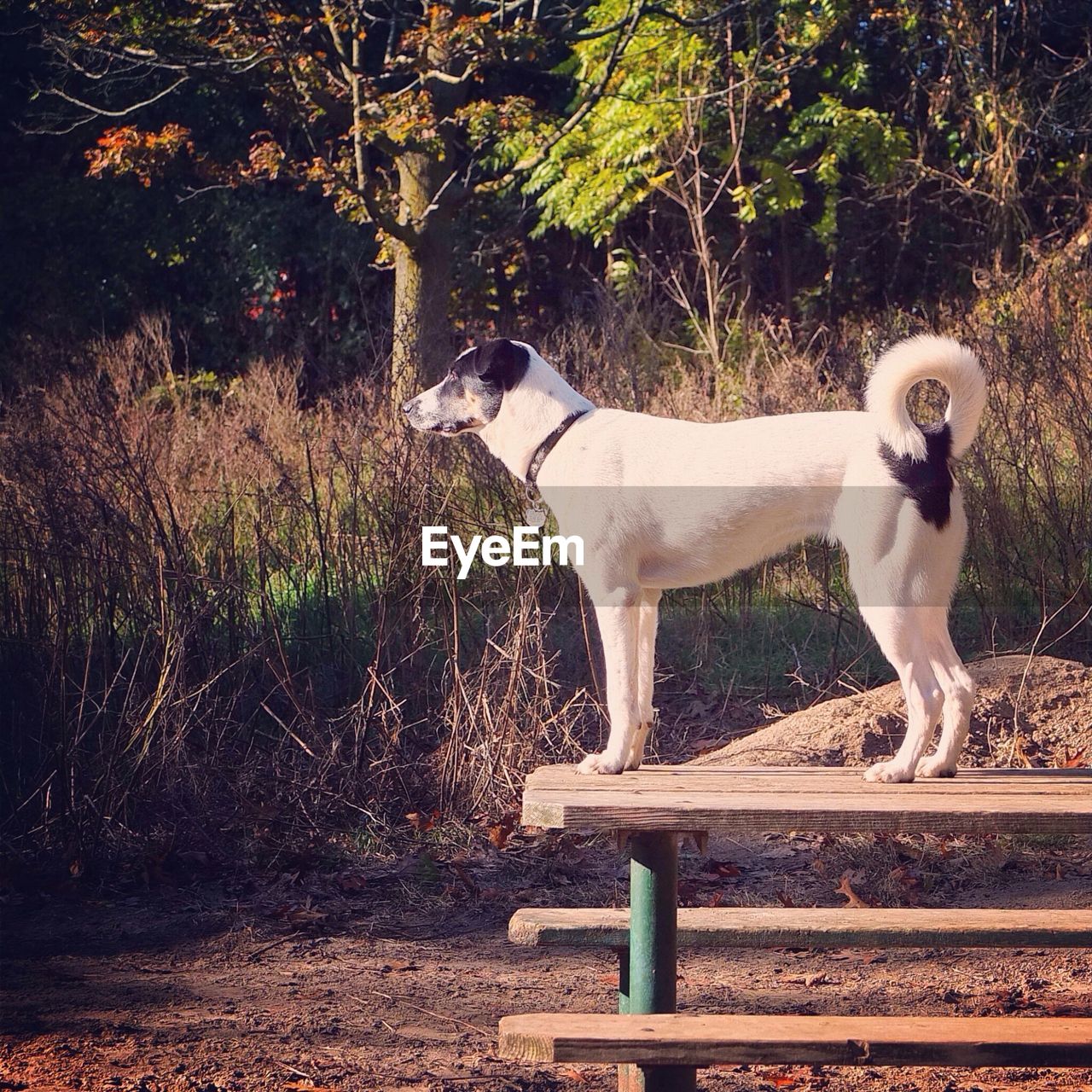 Full length side view of dog on picnic table