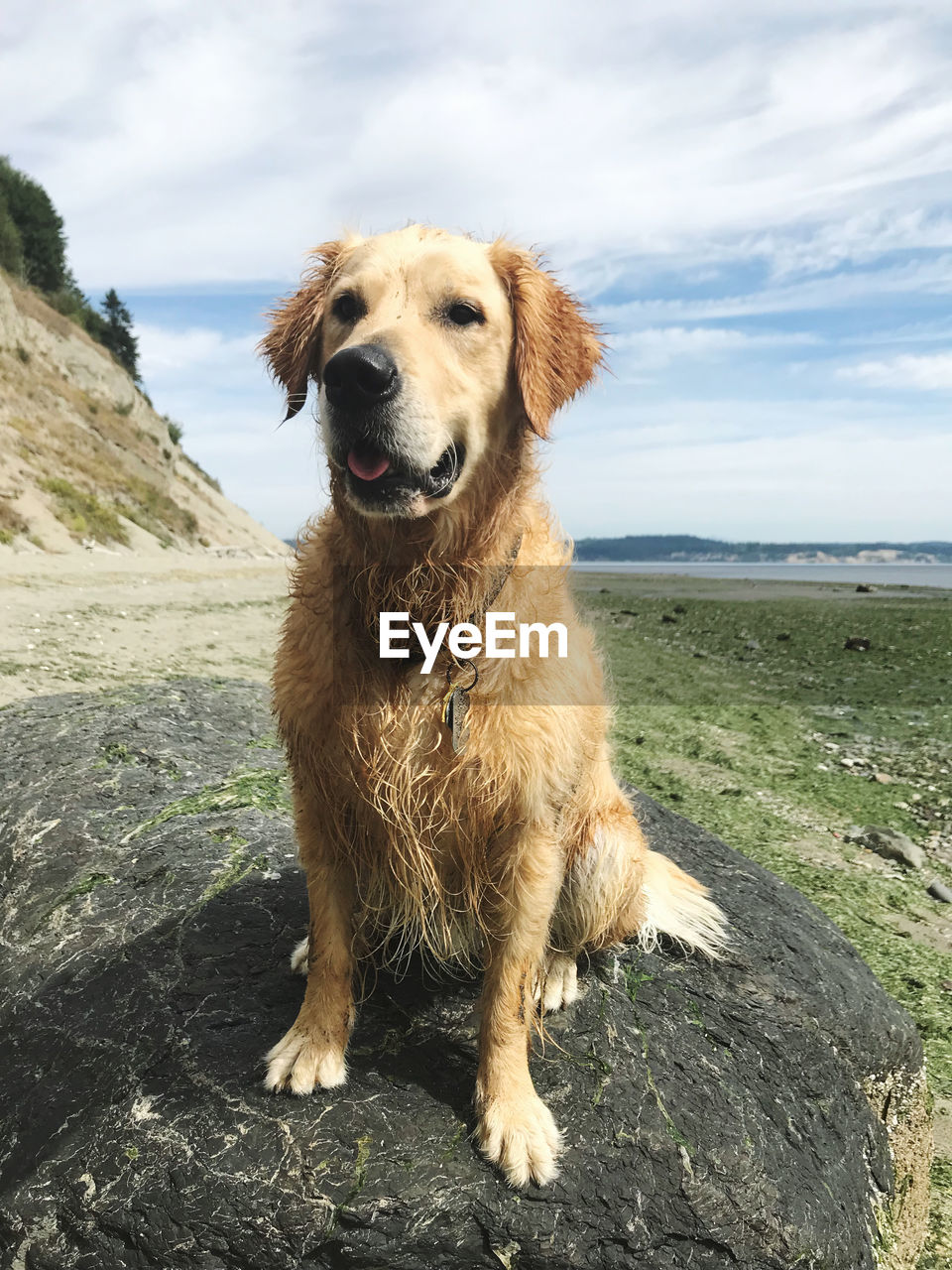 PORTRAIT OF A DOG ON ROCK