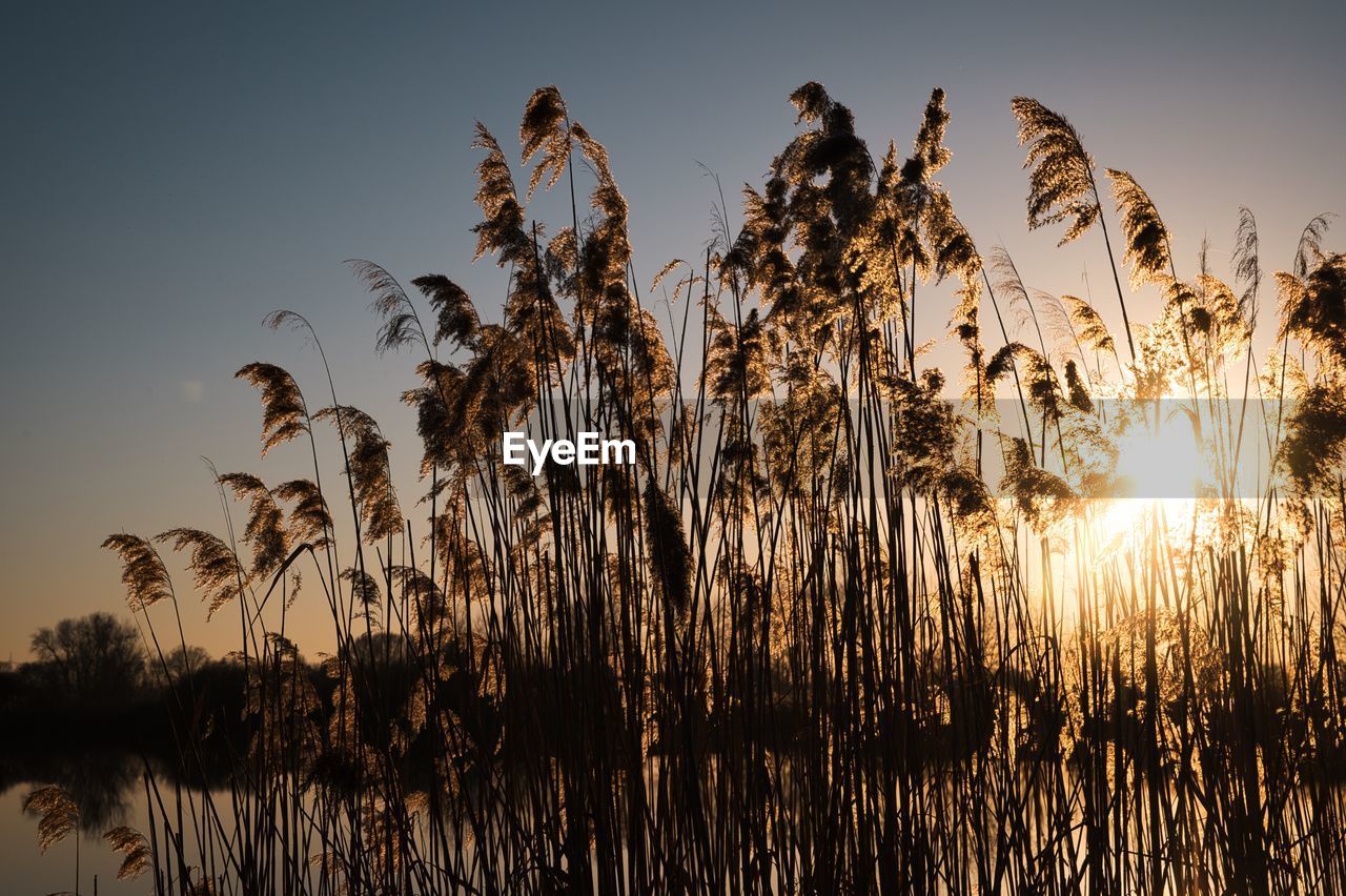 Low angle view of plants against sky during sunset
