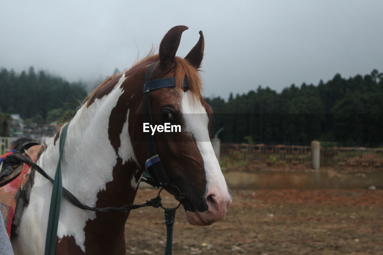 HORSE ON FIELD AGAINST SKY