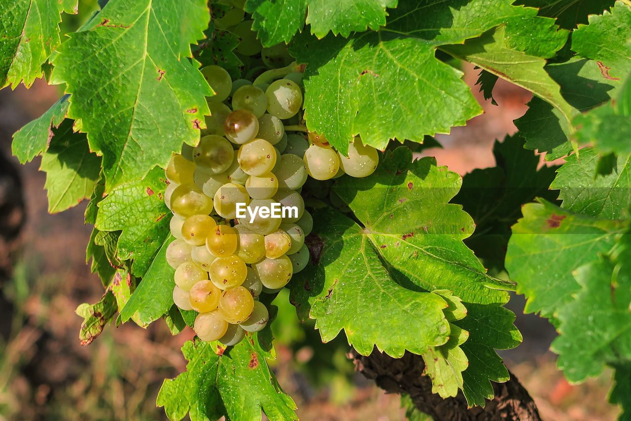 CLOSE-UP OF GRAPES