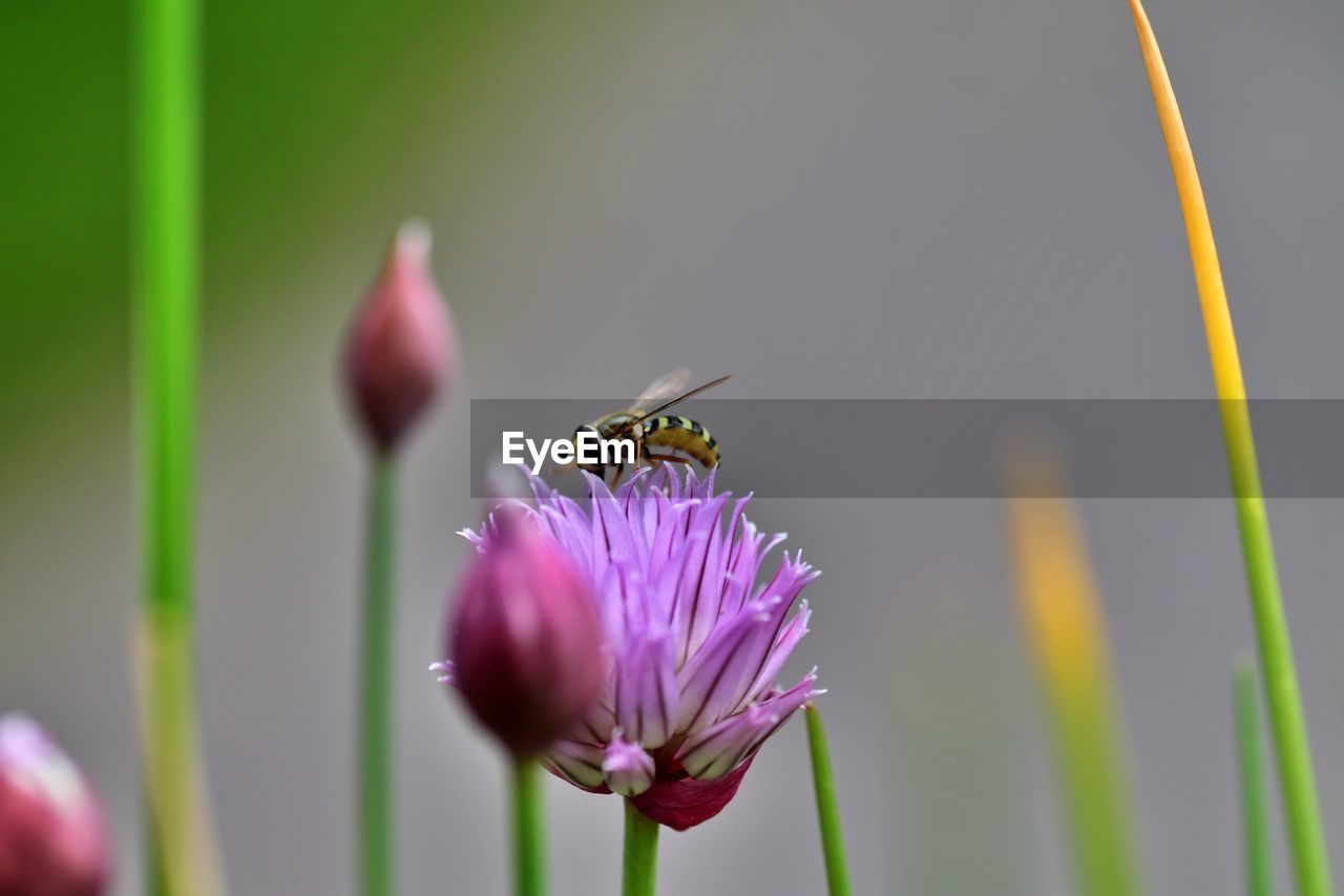 Bee on chive blossom