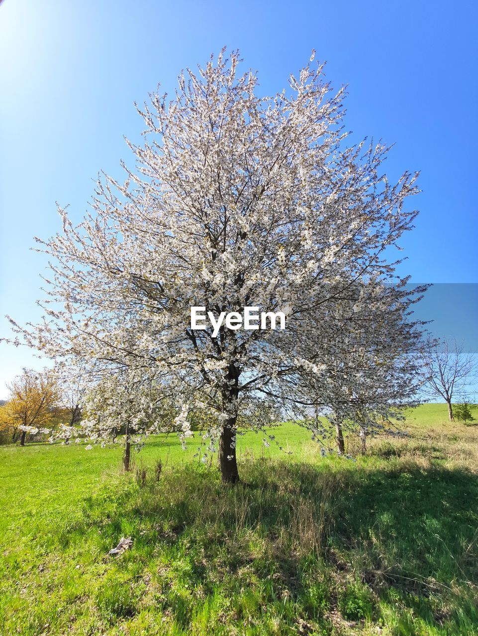 VIEW OF CHERRY BLOSSOM TREE IN FIELD