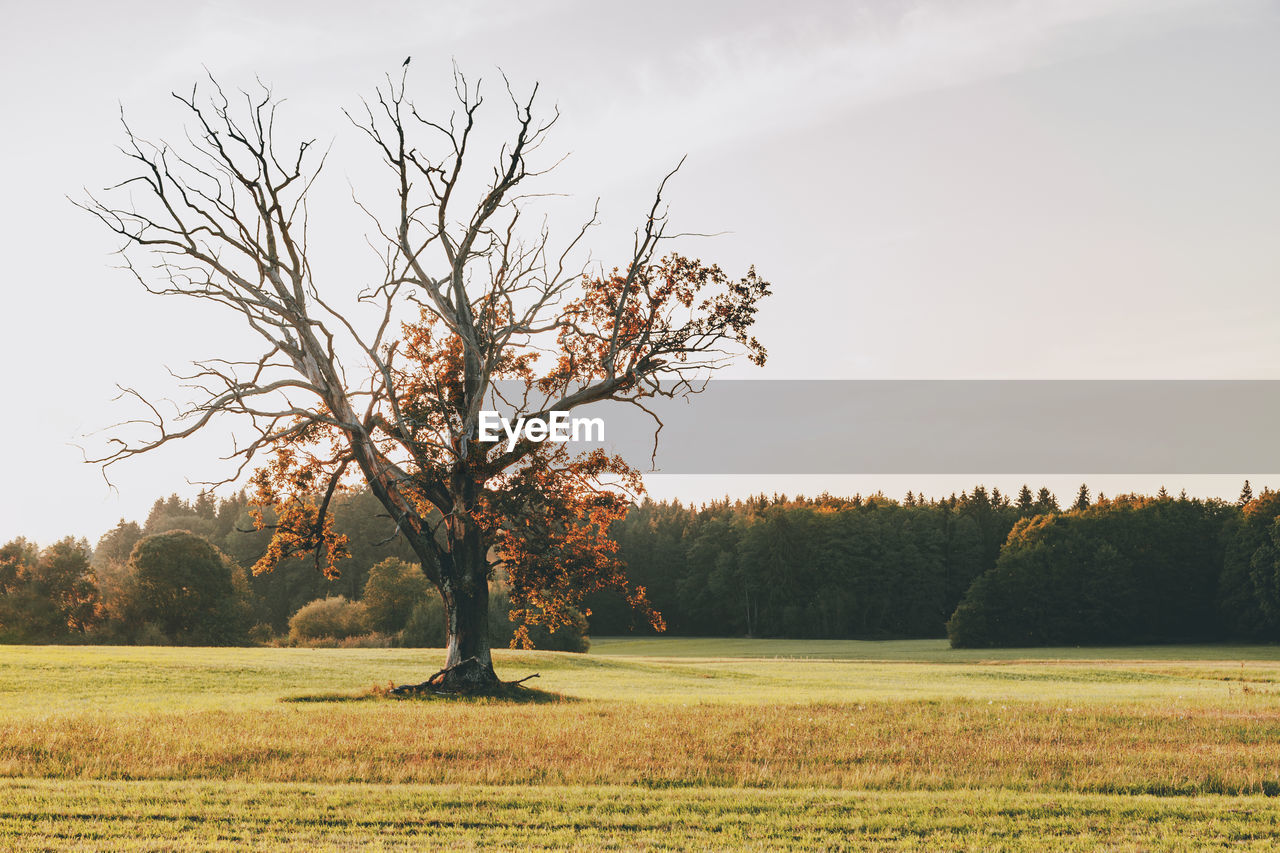 Trees on grassy field against sky