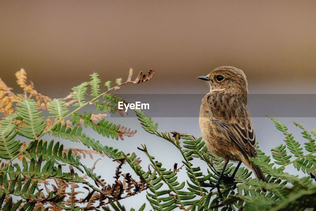 animal themes, animal, animal wildlife, bird, wildlife, nature, plant, one animal, perching, tree, sparrow, branch, no people, bird of prey, beauty in nature, beak, outdoors, day, songbird, environment, focus on foreground, full length