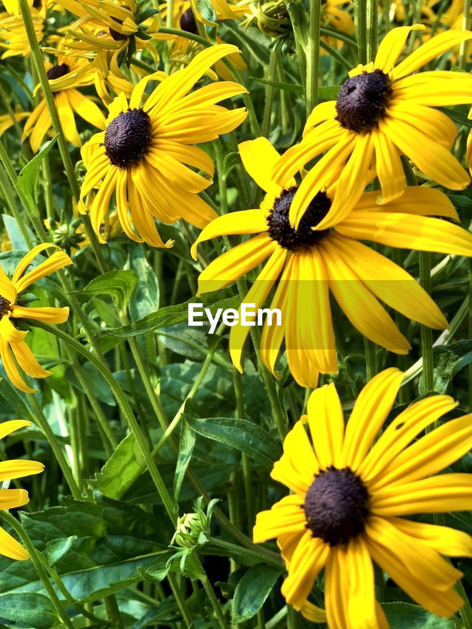 CLOSE-UP OF YELLOW BLACK-EYED AND DAISY