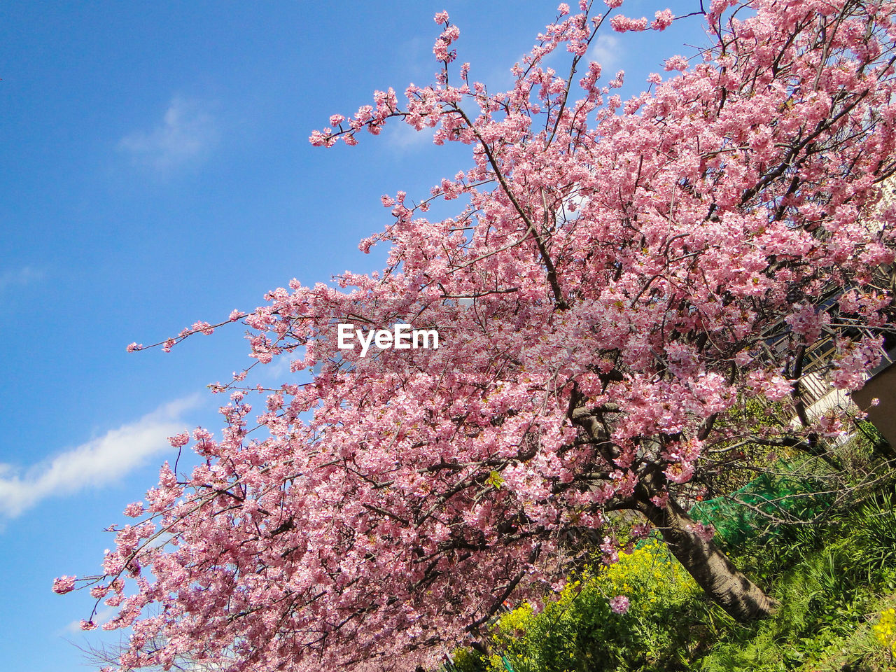 LOW ANGLE VIEW OF CHERRY BLOSSOM TREE AGAINST SKY