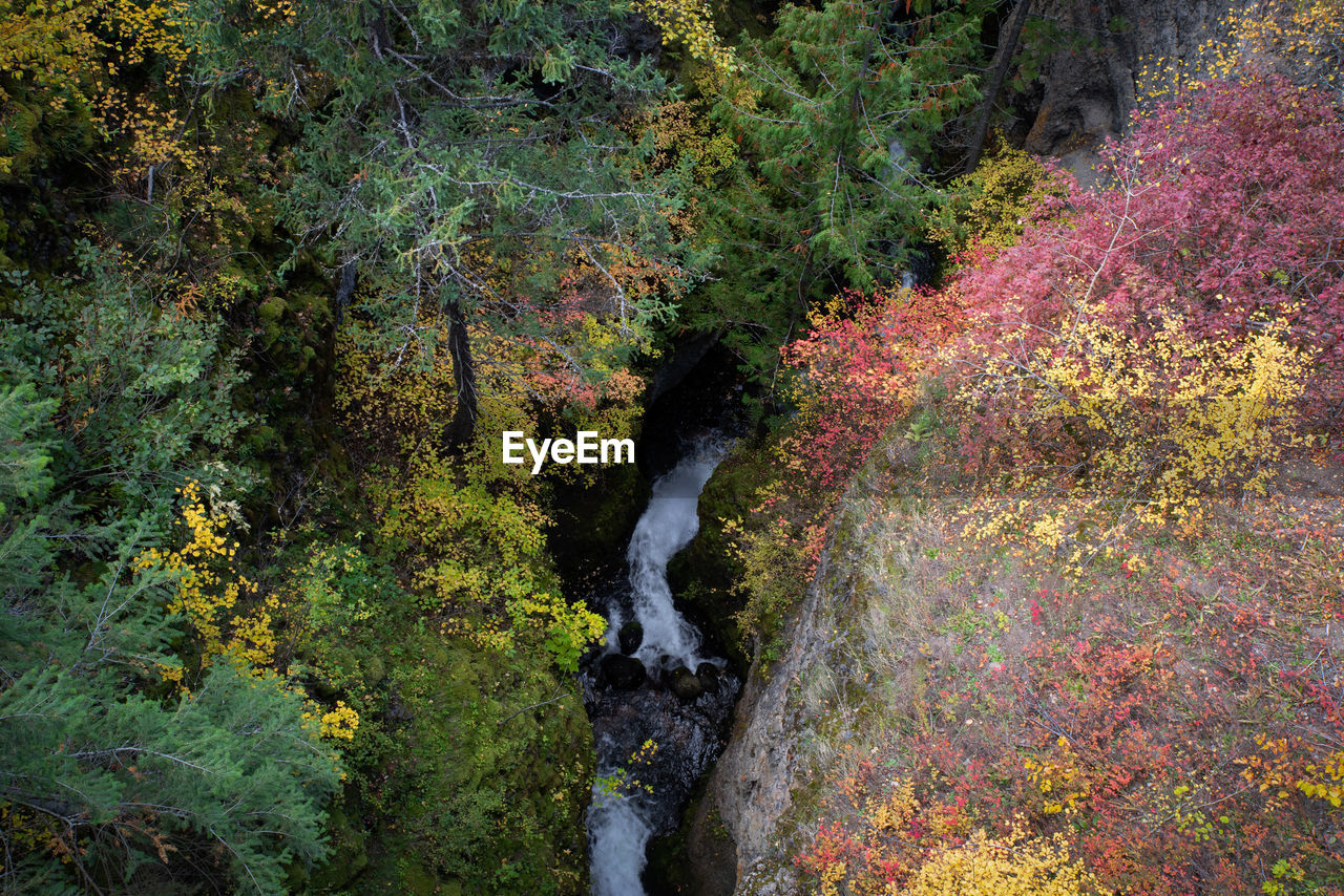 HIGH ANGLE VIEW OF STREAM FLOWING IN FOREST