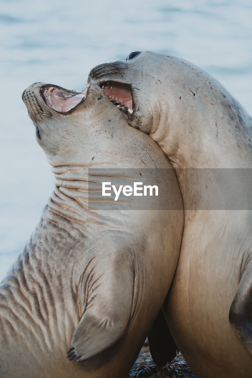 Close-up of seals at beach