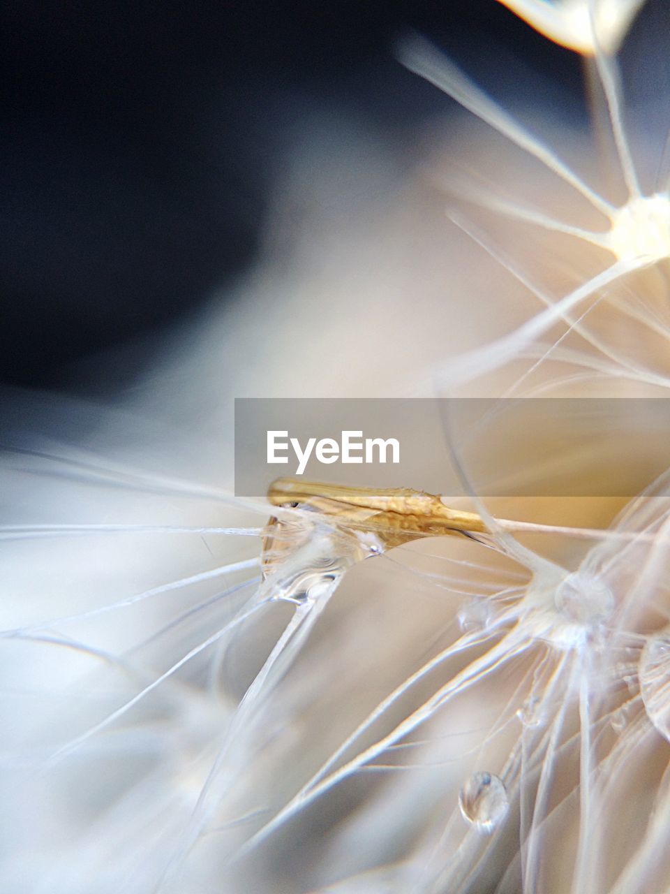 Close-up of dandelionseed