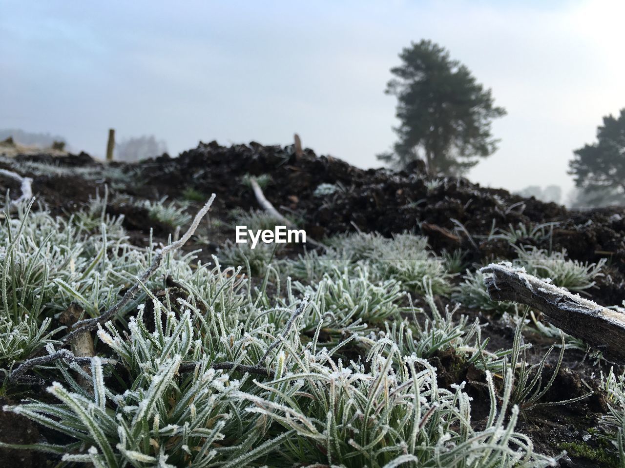 Frozen grass on field during winter