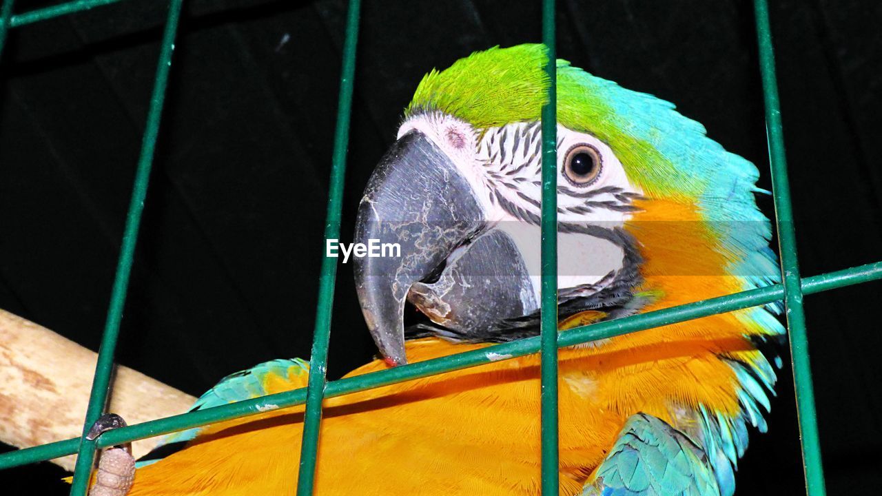 CLOSE-UP OF PARROT IN ZOO