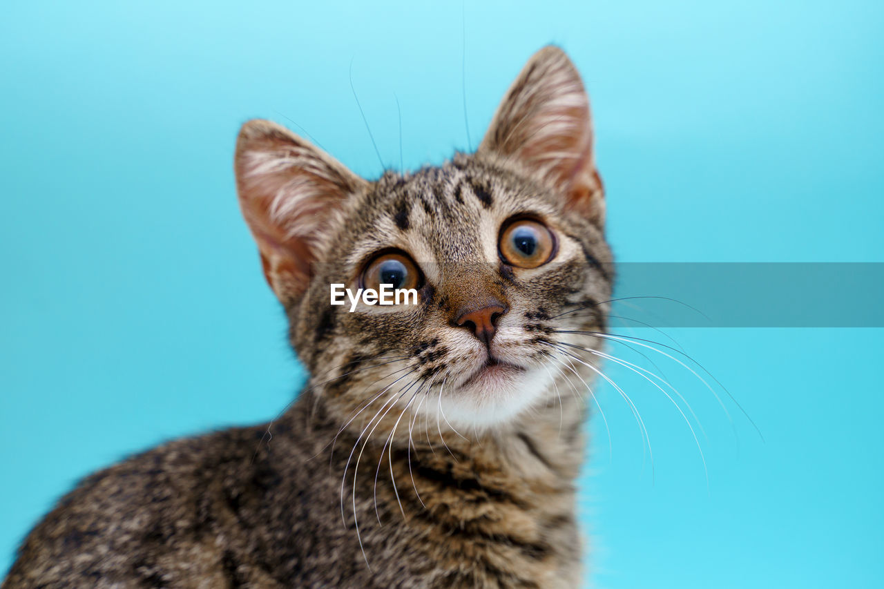 CLOSE-UP PORTRAIT OF A CAT