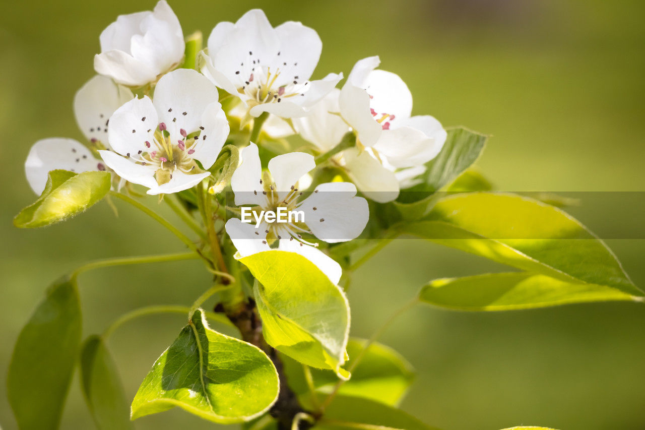 plant, flower, flowering plant, freshness, beauty in nature, branch, blossom, nature, springtime, fragility, plant part, leaf, growth, close-up, flower head, tree, yellow, petal, produce, green, macro photography, inflorescence, white, no people, outdoors, focus on foreground, fruit tree, fruit, botany, food and drink, environment, shrub, wildflower, selective focus, food, summer, sunlight, pollen, day, twig