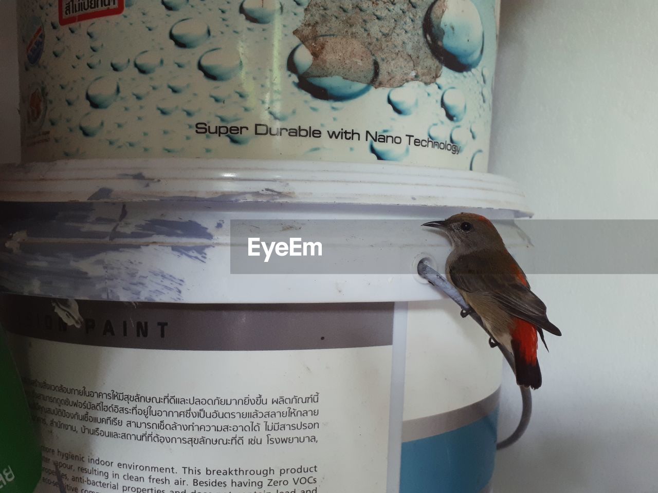 CLOSE-UP OF A BIRD ON METAL