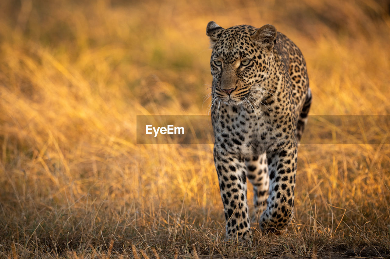 Leopard walking in golden grass at dawn