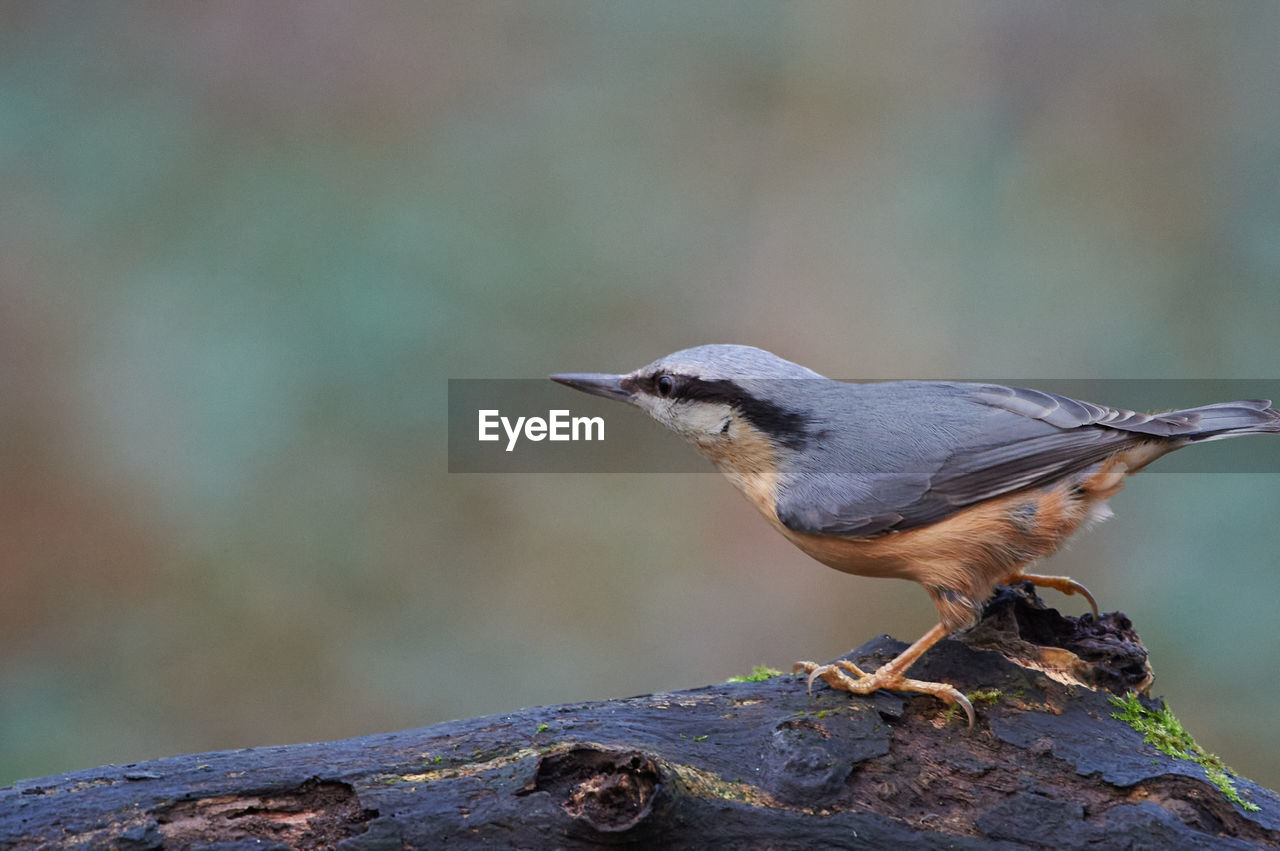 animal themes, animal, animal wildlife, bird, wildlife, nature, one animal, beak, focus on foreground, perching, full length, side view, close-up, songbird, sunbeam, wood, surface level, no people, day, pattern, multi colored, branch, selective focus, outdoors, insect, rock, beauty in nature, standing, eating, tree trunk, tree, copy space, sitting, colored background, sunny, portrait, sunlight, winter, outdoor pursuit, trunk, environment, plant, emergence, food, meadow, food and drink, worm, springtime, cut out, landscape, looking at camera, black, robin, grass, field