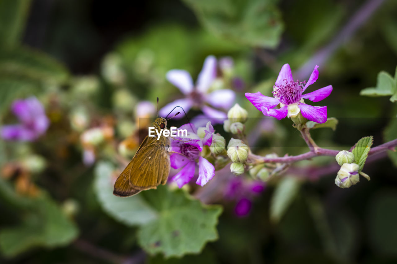 CLOSE-UP OF BUTTERFLY ON PURPLE FLOWER