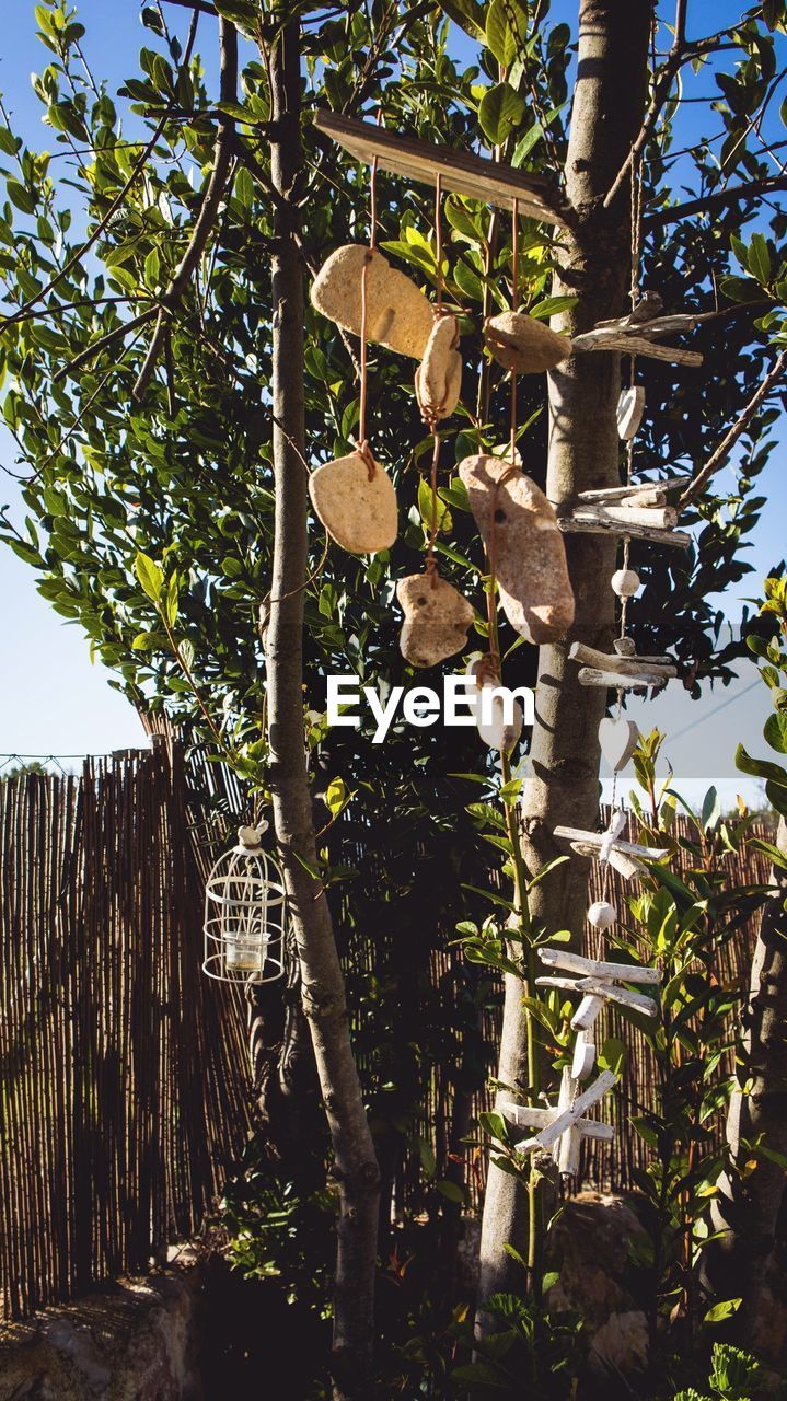 LOW ANGLE VIEW OF TREE AGAINST CLEAR SKY