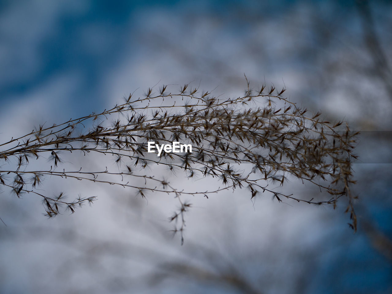 CLOSE-UP OF DRY PLANTS AGAINST SKY