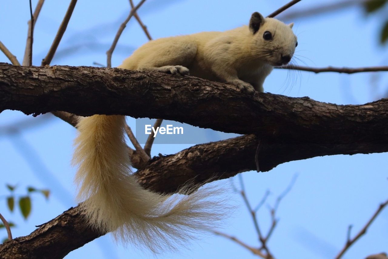 Low angle view of a squirrel on tree