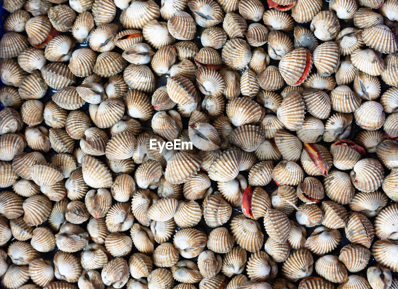 Top view shot of many living cockle which is one kind of shellfish in asian market for food cooking 