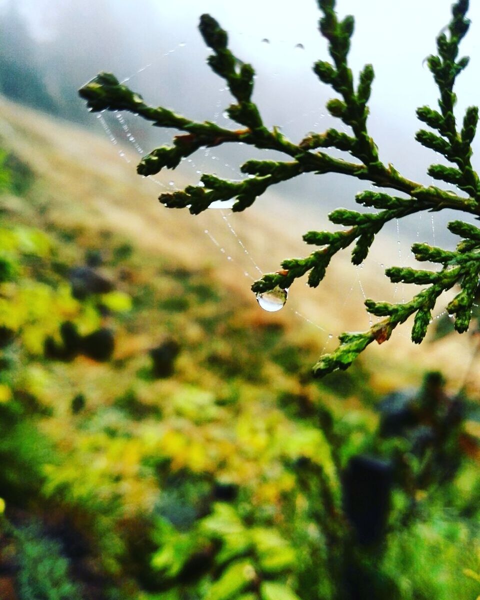 CLOSE-UP OF FRESH GREEN PLANTS