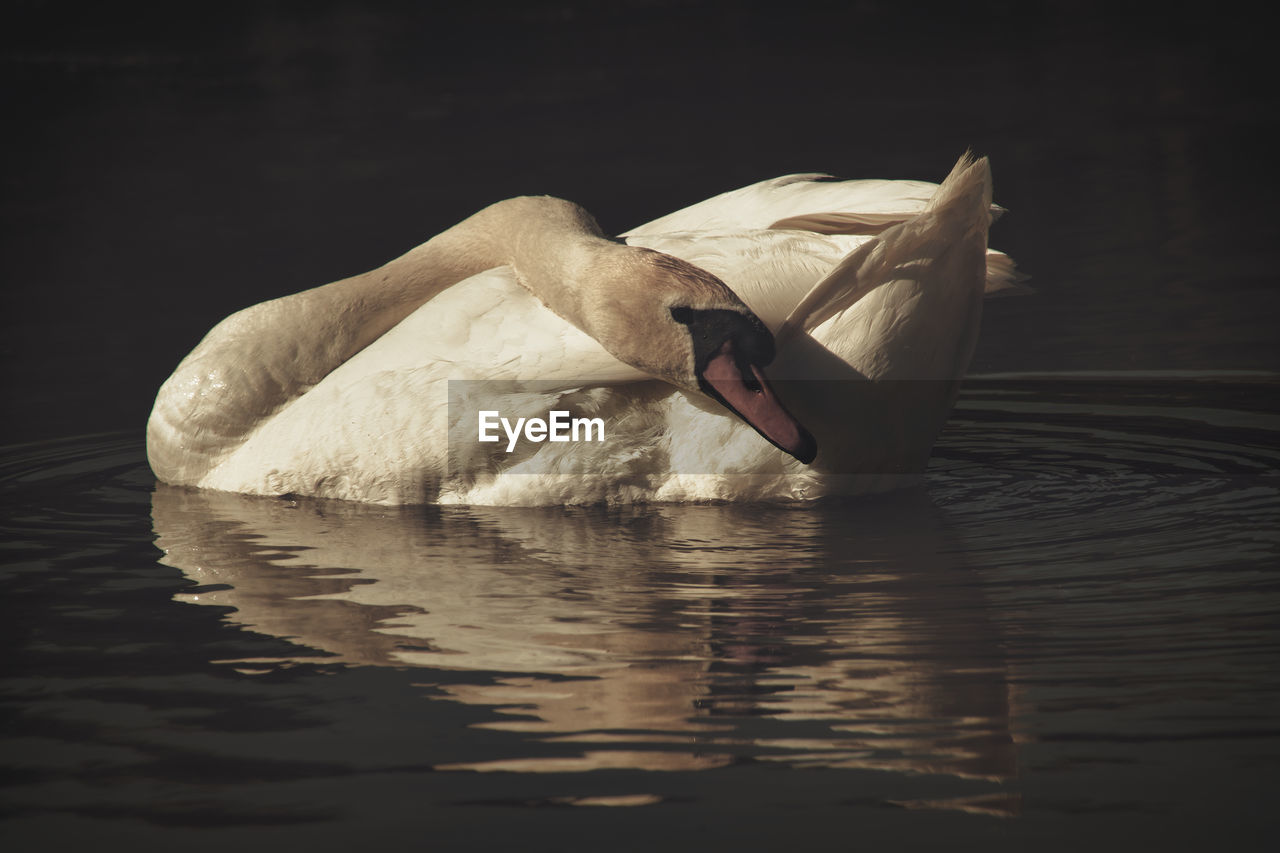 SWAN SWIMMING IN LAKE