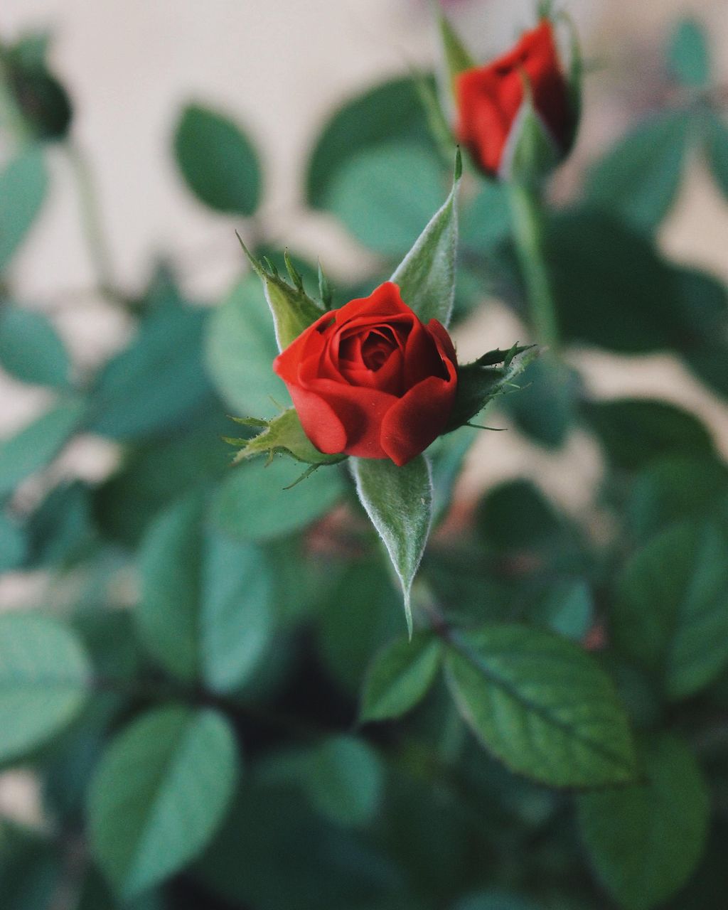 flower, plant, flowering plant, rose, beauty in nature, green, leaf, plant part, nature, red, freshness, petal, close-up, fragility, garden roses, flower head, inflorescence, no people, growth, macro photography, rose - flower, outdoors, focus on foreground, day