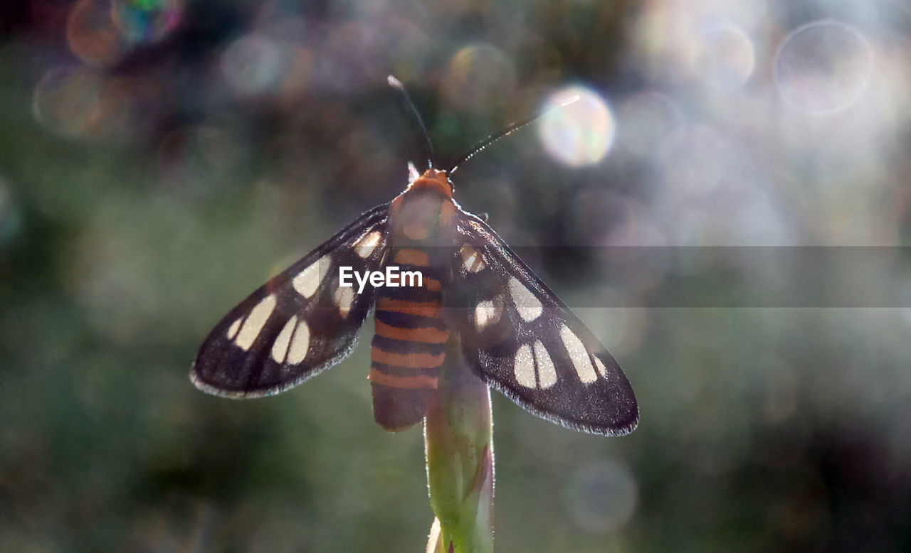 BUTTERFLY POLLINATING FLOWER