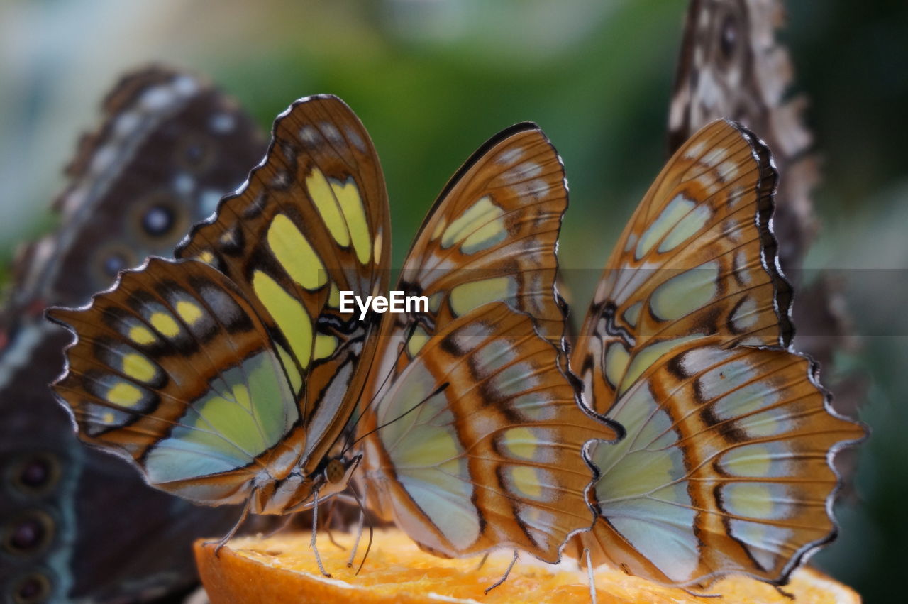 Close-up of butterfly on plant