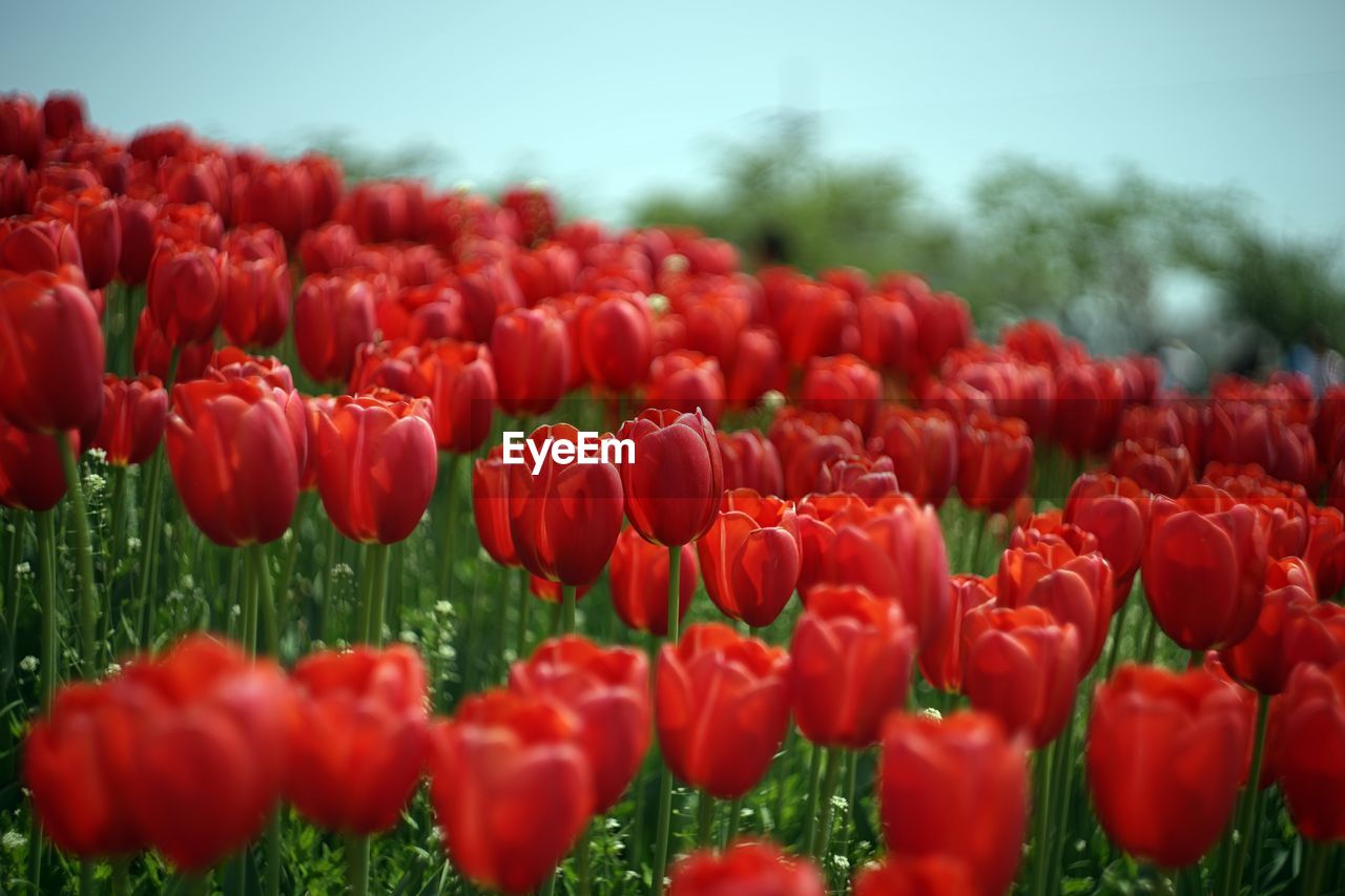 Close-up of red tulips blooming on field against sky