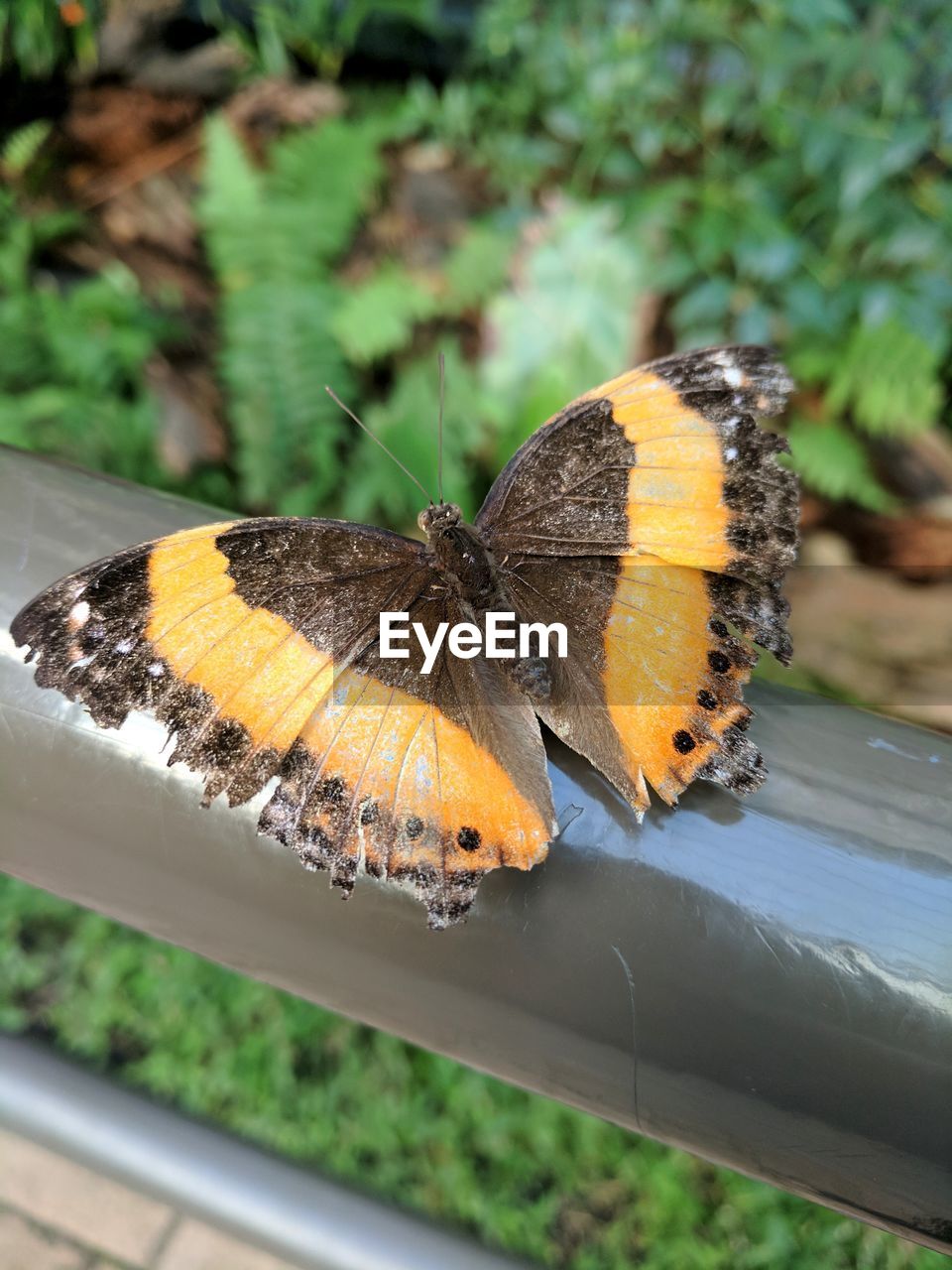 HIGH ANGLE VIEW OF BUTTERFLY ON PLANT