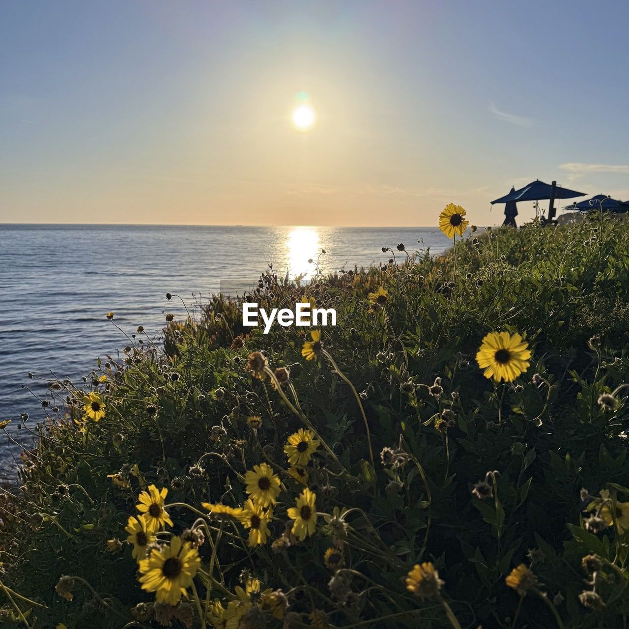 sky, water, sea, beauty in nature, sunlight, horizon, nature, morning, land, yellow, plant, scenics - nature, horizon over water, flower, tranquility, flowering plant, beach, tranquil scene, coast, ocean, sun, shore, no people, sunrise, idyllic, clear sky, travel destinations, environment, outdoors, landscape, travel, non-urban scene, dusk, cloud, summer, growth, tourism, grass, freshness, holiday, architecture, wildflower, sunny, seascape