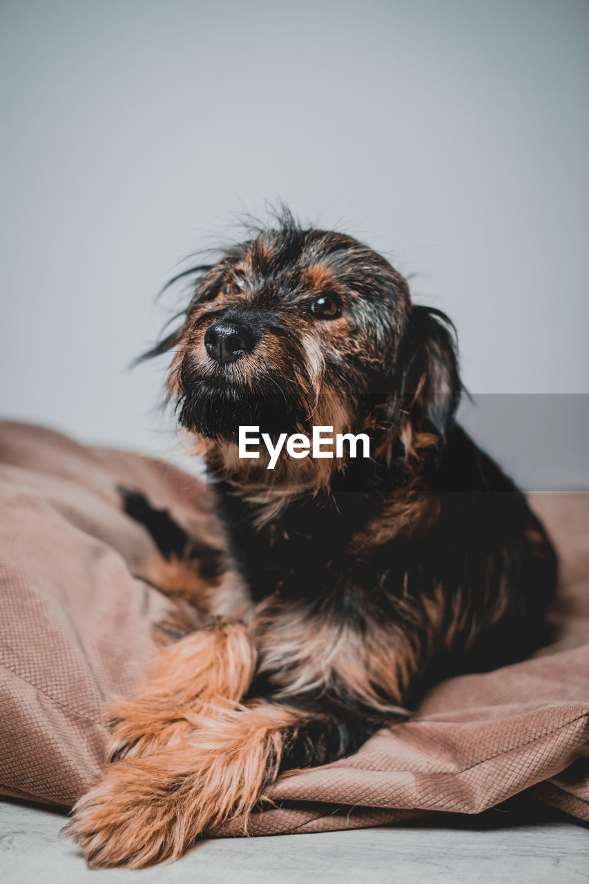 close-up portrait of dog