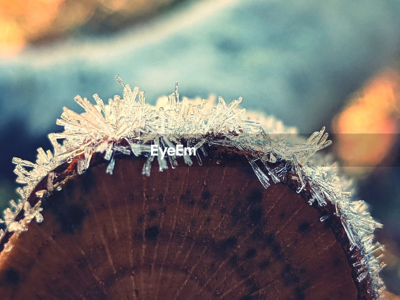 Close-up of frozen tree limb