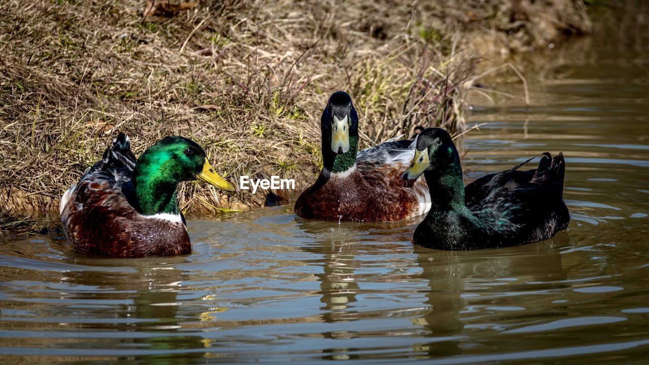 DUCKS IN LAKE