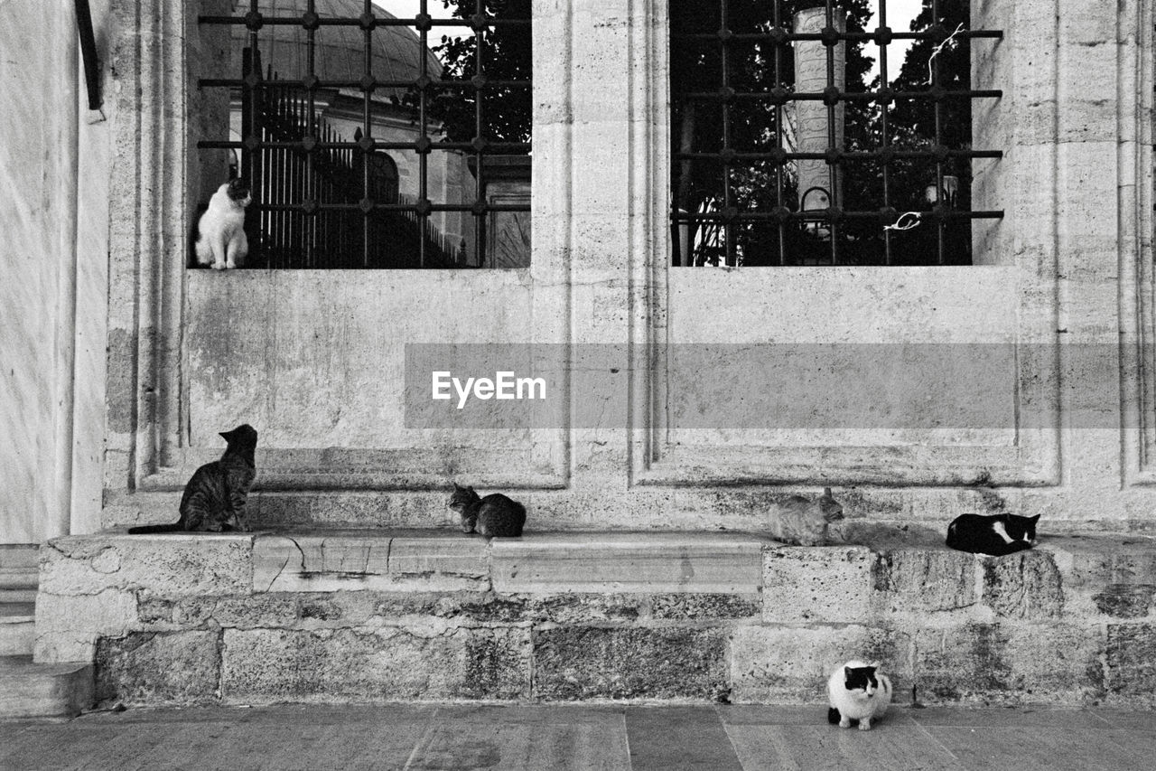 Istanbul cats on courtyard of fatih mosque
