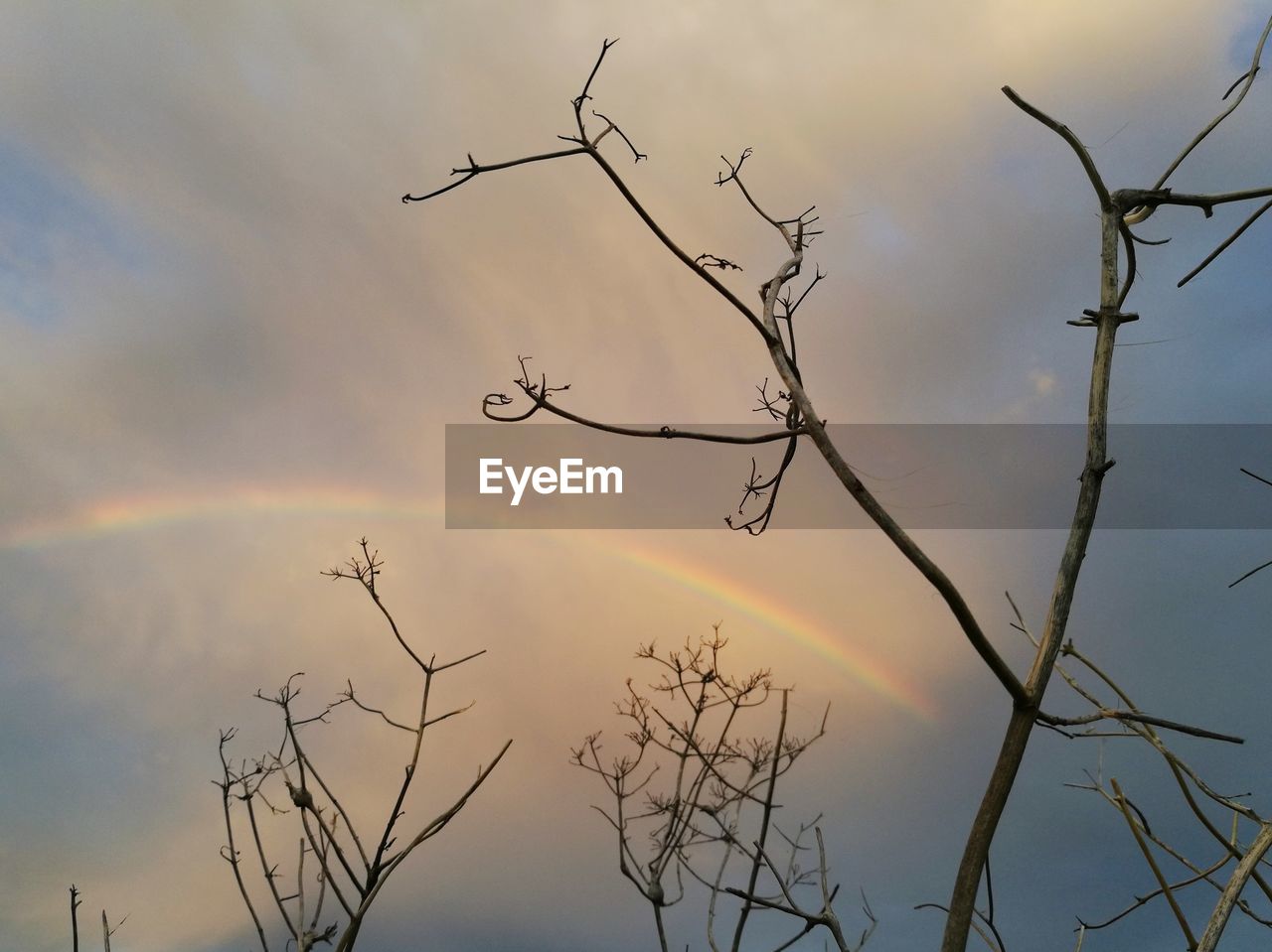 Low angle view of bare tree against rainbow in cloudy sky