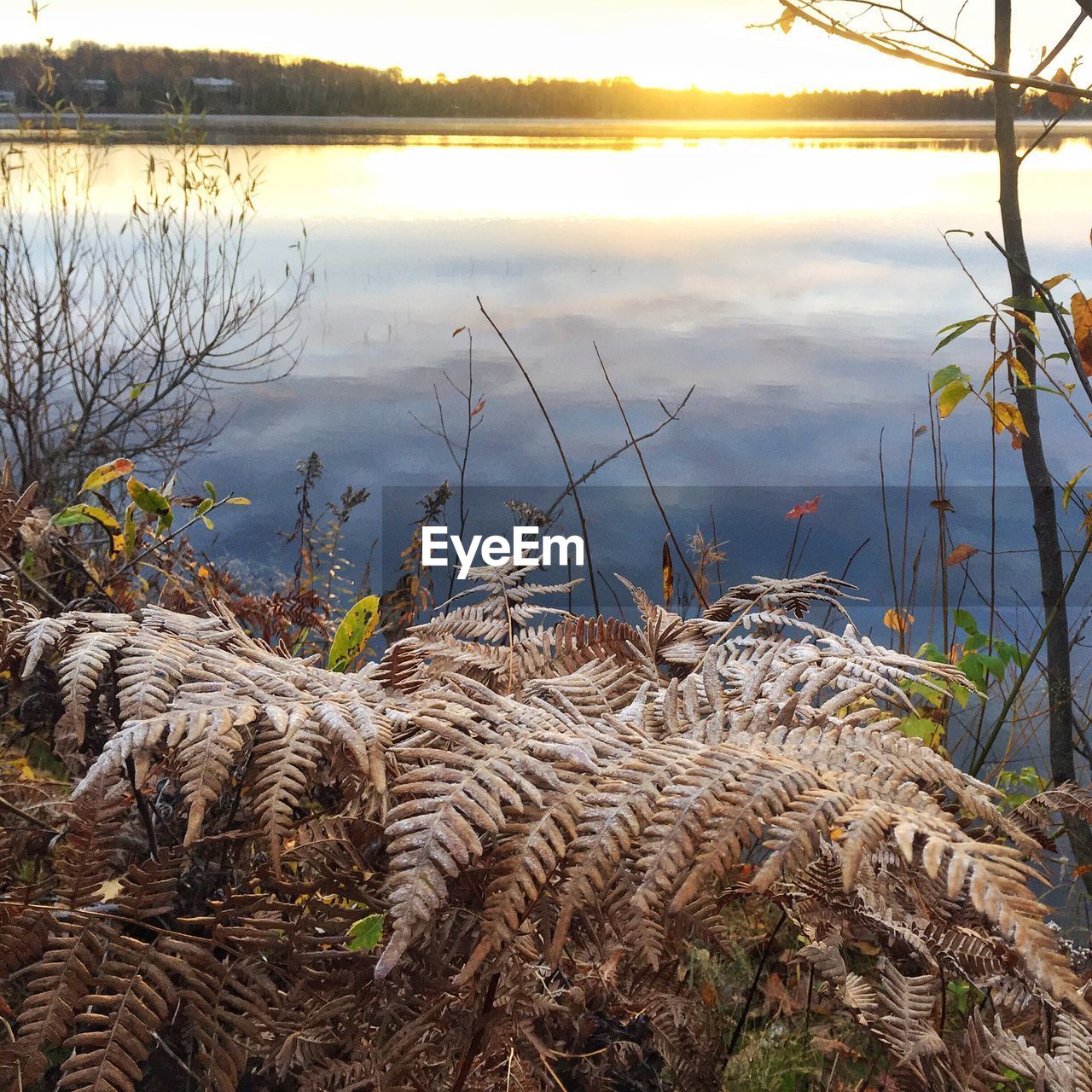 LAKE BY GRASS AGAINST SKY